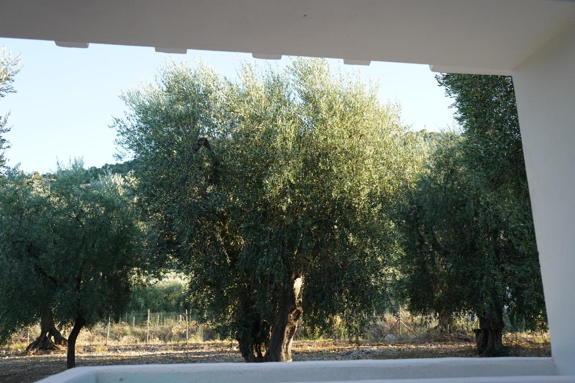 Olive&Sea Villa-Olive Mattinata Exterior photo